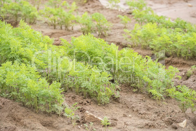 Carrots crop