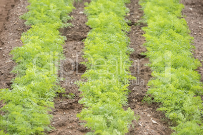 Carrots crop