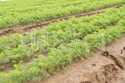 Carrots crop