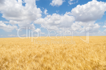 Harvest of ripe wheat