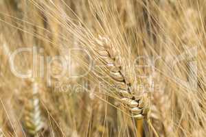 Harvest of ripe wheat, golden spike