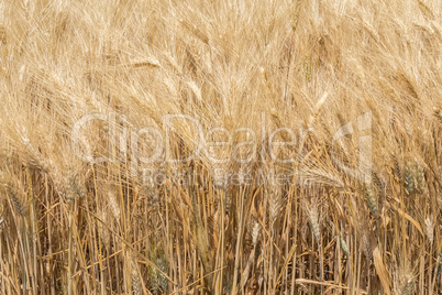 Harvest of ripe wheat