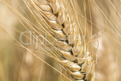 Harvest of ripe wheat, golden spike