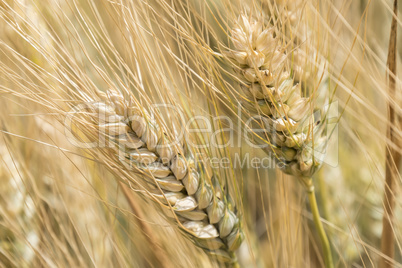 Harvest of ripe wheat, golden spike