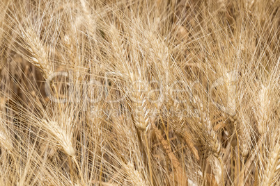 Harvest of ripe wheat