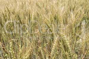 Harvest of ripe wheat