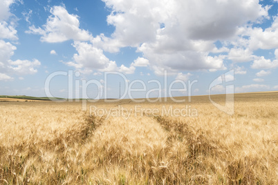 Harvest of ripe wheat