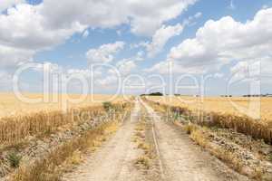 Path through ripe wheat field