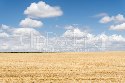 Collected wheat field