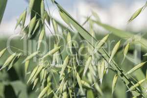 Unripe Oat harvest, green field