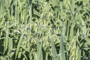 Unripe Oat harvest, green field