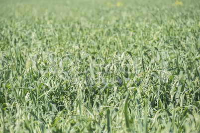 Unripe Oat harvest, green field