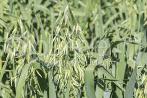 Unripe Oat harvest, green field