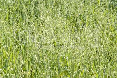 Unripe Oat harvest, green field