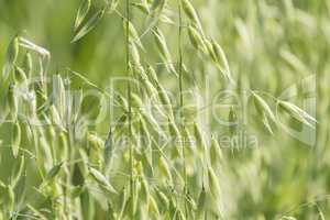 Unripe Oat harvest, green field