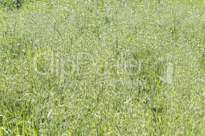 Unripe Oat harvest, green field