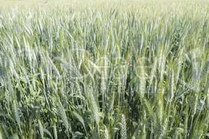 Unripe wheat ears, green field