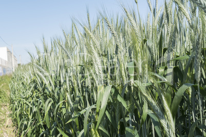Unripe wheat ears, green field