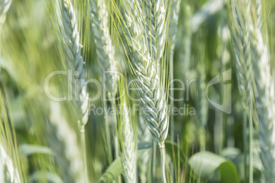 Unripe wheat ears, green field