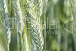 Unripe wheat ears, green field