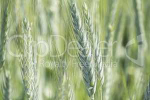 Unripe wheat ears, green field