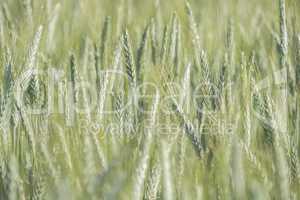 Unripe wheat ears, green field