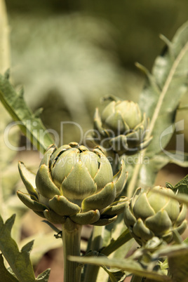 Green artichoke Cynara cardunculus