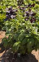 Basil herb plant grows tall in an organic garden