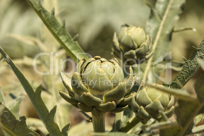 Green artichoke Cynara cardunculus