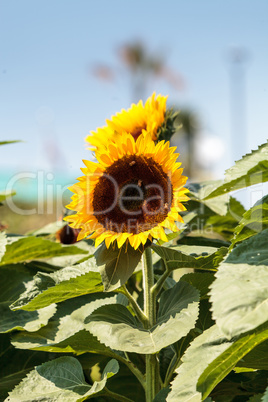 Sunflower, Helianthus annuus, with honeybees