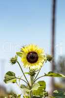 Sunflower, Helianthus annuus, with honeybees