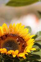 Sunflower, Helianthus annuus, with honeybees