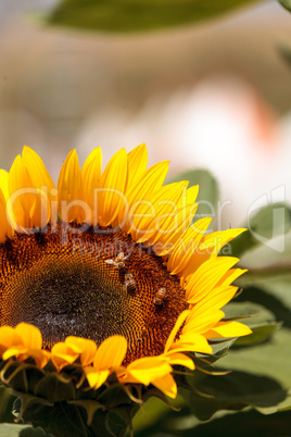 Sunflower, Helianthus annuus, with honeybees