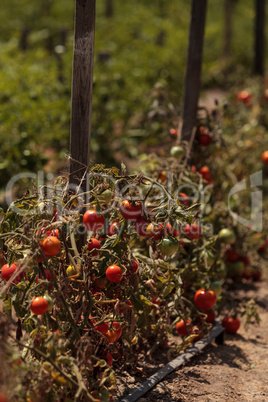 Cherry tomatoes growing in an organic home garden