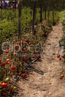 Cherry tomatoes growing in an organic home garden