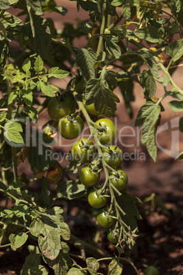 Cherry tomatoes growing in an organic home garden