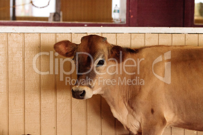Brown cow outside a barn on a farm