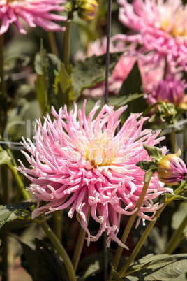 Pink and white Dahlia flower