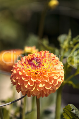 Pink and white Dahlia flower