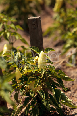Ivory bell pepper grows in a vegetable garden