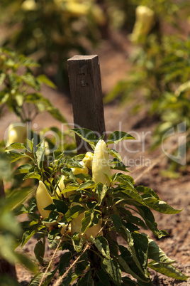 Ivory bell pepper grows in a vegetable garden