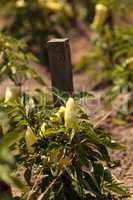 Ivory bell pepper grows in a vegetable garden
