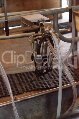 Electronic cow milking machine at a farm in a dairy barn