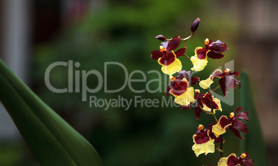 Yellow and maroon Oncidium orchid hybrid flowers