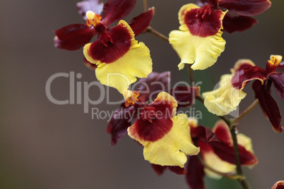 Yellow and maroon Oncidium orchid hybrid flowers