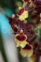 Yellow and maroon Oncidium orchid hybrid flowers