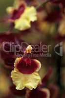 Yellow and maroon Oncidium orchid hybrid flowers