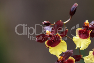 Yellow and maroon Oncidium orchid hybrid flowers