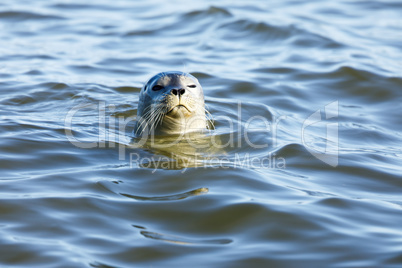 Curious Harbor Seal (Phoca vitulina) Peering Over.