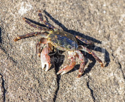 Striped (Lined) Shore Crab - Pachygrapsus crassipes.